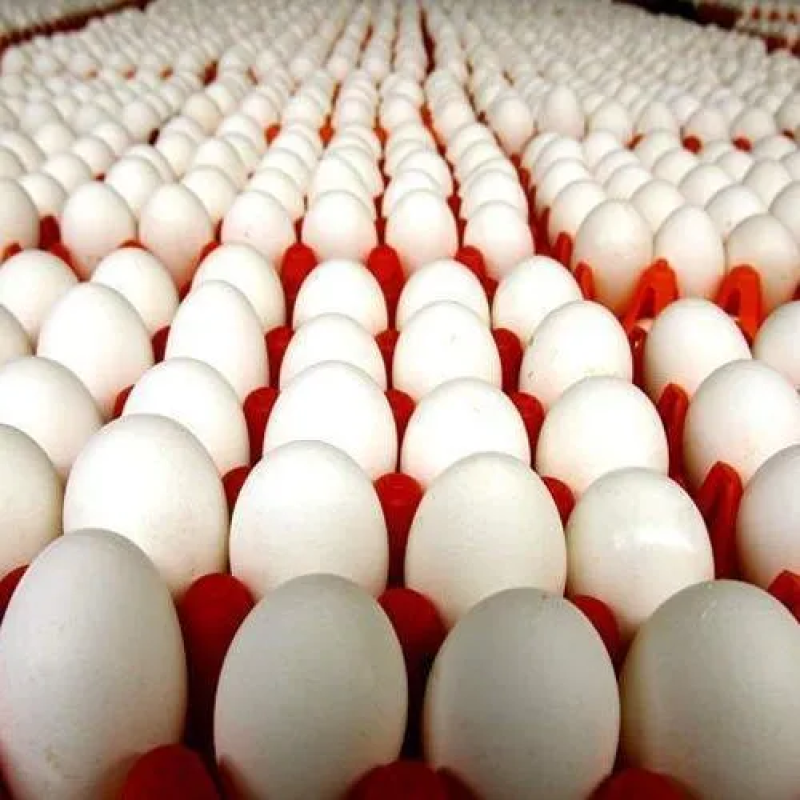 Farm-Fresh Eggs, Available in Muscat from Pakistan